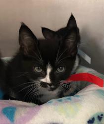 Shelter Stray Male Cat last seen La Torturga, Vista, CA, 92081, Oceanside, CA 92058, USA