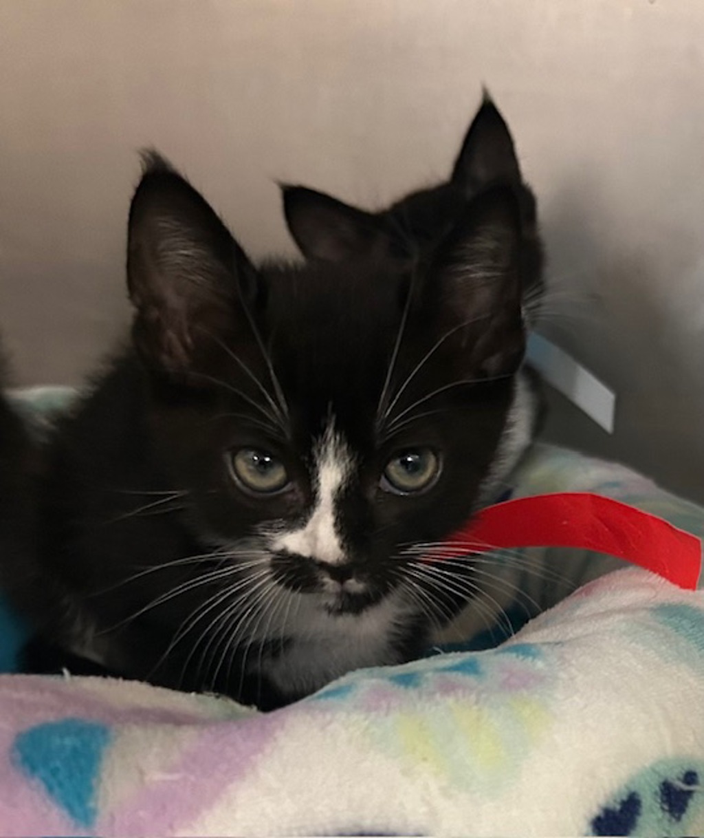 Shelter Stray Male Cat last seen La Torturga, Vista, CA, 92081, Oceanside, CA 92058, USA