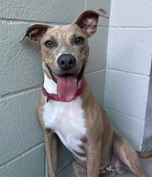 Shelter Stray Female Dog last seen Near Wildgrove Way, Vista, CA, 92081, El Cajon, CA 92020, USA