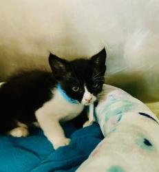 Shelter Stray Male Cat last seen La Torturga, Vista, CA, 92081, Oceanside, CA 92058, USA