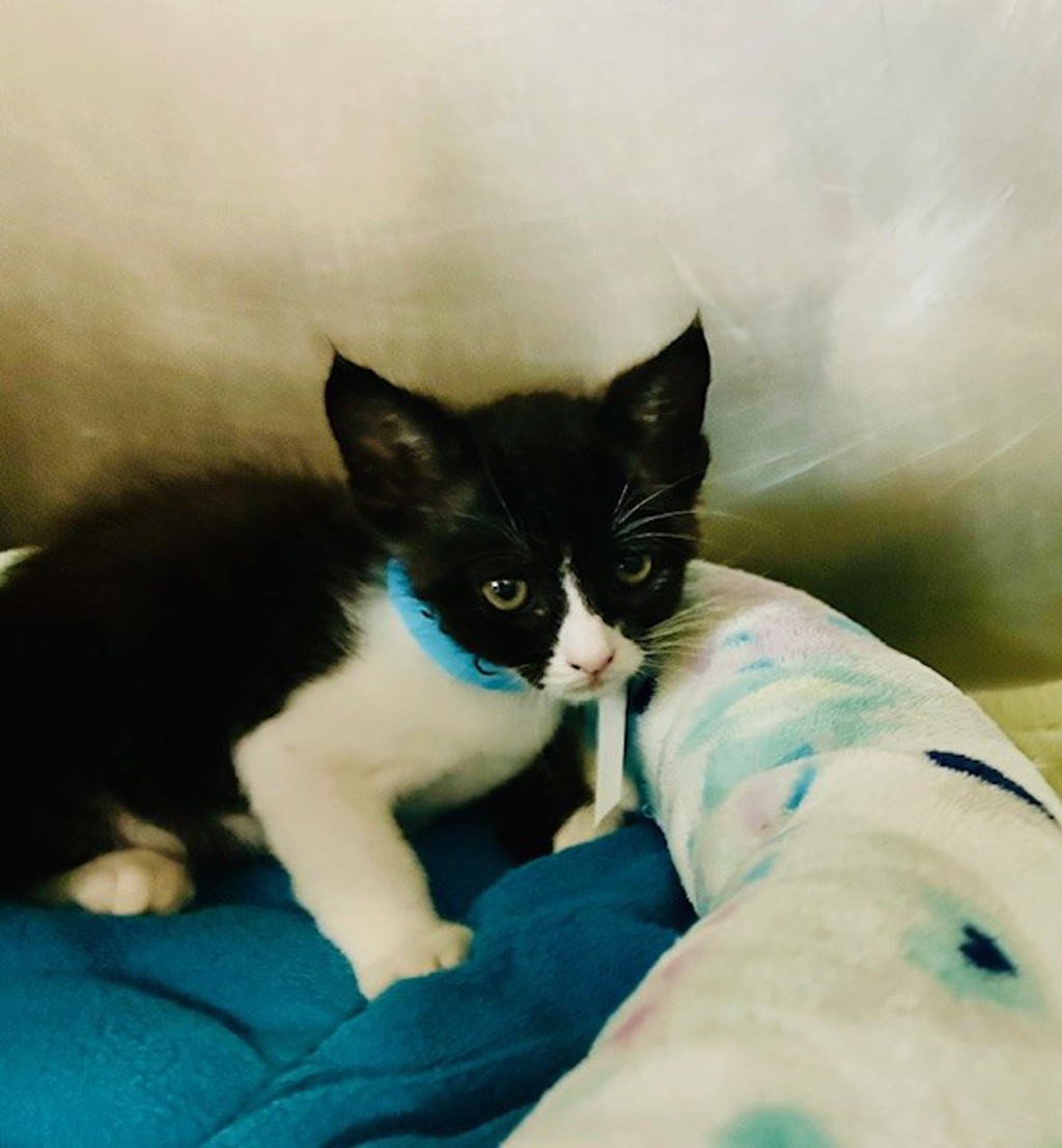 Shelter Stray Male Cat last seen La Torturga, Vista, CA, 92081, Oceanside, CA 92058, USA