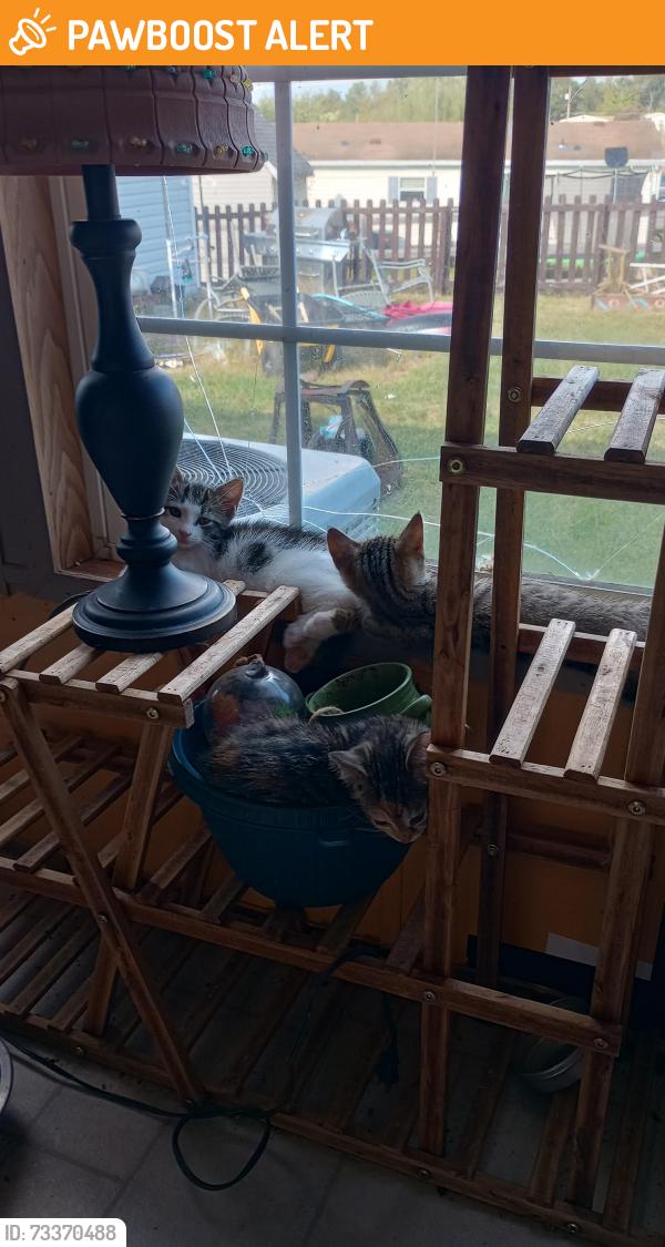 Found/Stray Unknown Cat last seen Berkeley station road, Berkeley County, WV 25404