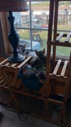 Found/Stray Unknown Cat last seen Berkeley station road, Berkeley County, WV 25404