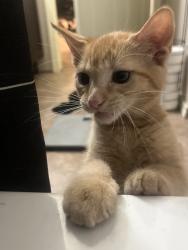 Lost Female Cat last seen Rainbow and Southern, Rio Rancho, NM 87124