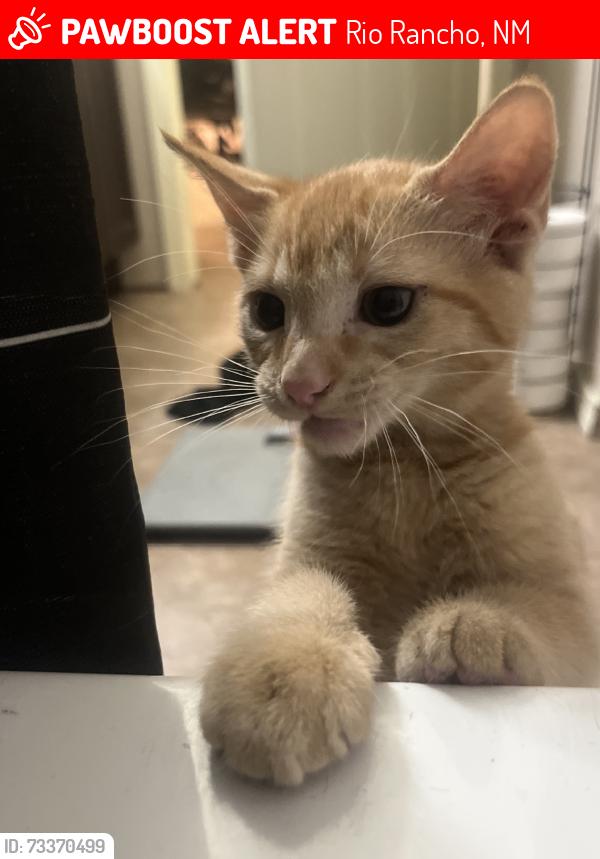 Lost Female Cat last seen Rainbow and Southern, Rio Rancho, NM 87124