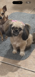 Lost Female Dog last seen Lee ave and 31 st, Fort Worth, TX 76106