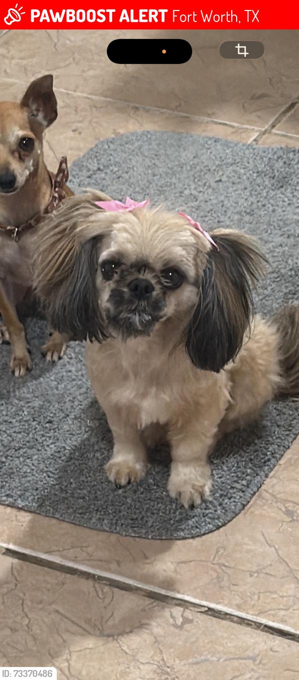 Lost Female Dog last seen Lee ave and 31 st, Fort Worth, TX 76106