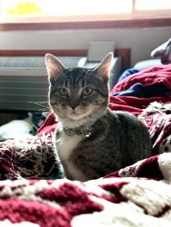 Lost Female Cat last seen North St Joseph Ave & St Blodgett St, Marshfield, WI 54449