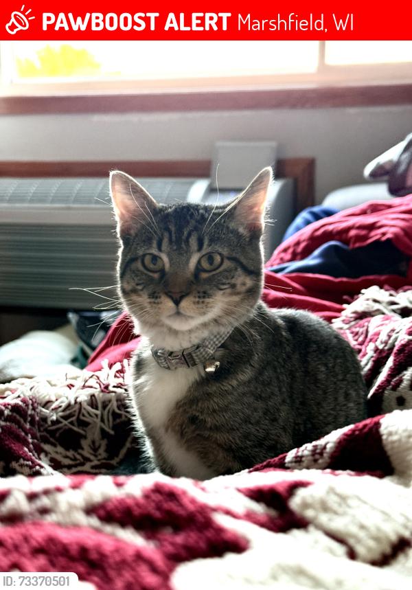 Lost Female Cat last seen North St Joseph Ave & St Blodgett St, Marshfield, WI 54449