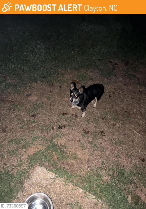 Found/Stray Female Dog last seen Jordan Narron Rd, Clayton, NC 27527