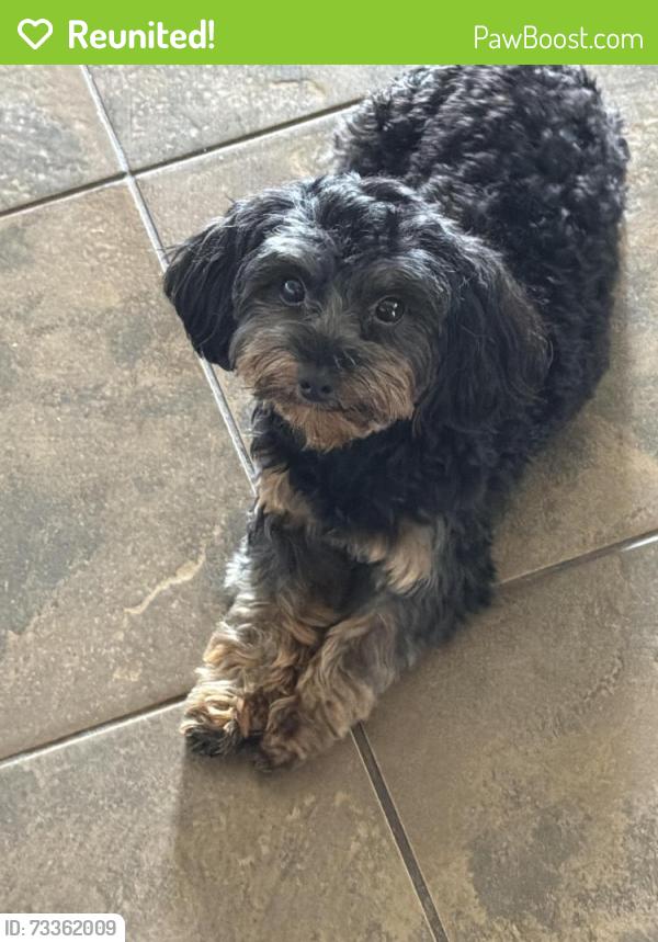 Reunited Female Dog last seen Louise Ritter Rd, Red Oak, TX 75154