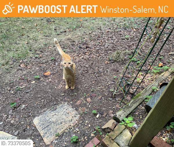 Found/Stray Male Cat last seen Woods road, Winston-Salem, NC 27106