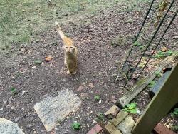 Found/Stray Male Cat last seen Woods road, Winston-Salem, NC 27106