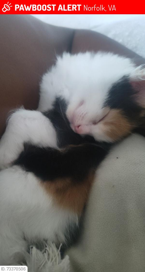 Lost Female Cat last seen Norview area, Norfolk, VA 23518