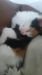 Lost Female Cat last seen Norview area, Norfolk, VA 23518