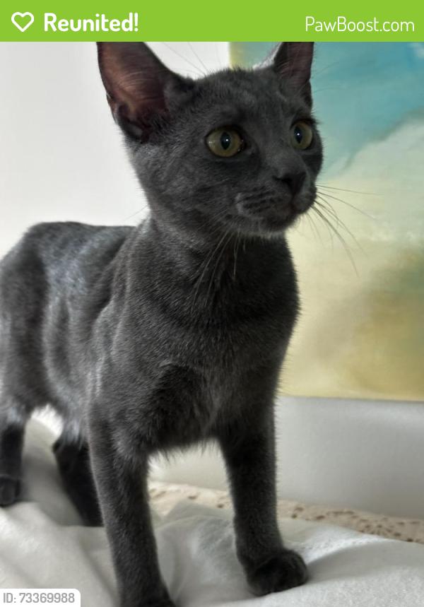 Reunited Female Cat last seen Hideaway shores, Hampstead, NC 28443