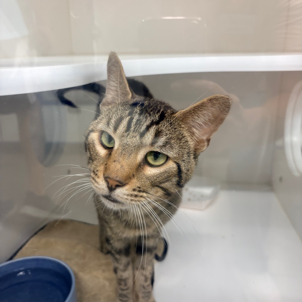 Shelter Stray Male Cat last seen , 3607 N Armenia Ave, Tampa, FL 33607, USA