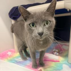 Shelter Stray Female Cat last seen , 3607 N Armenia Ave, Tampa, FL 33607, USA