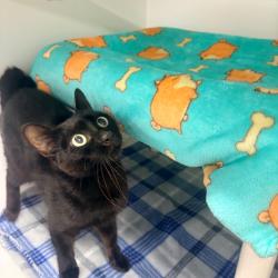 Shelter Stray Female Cat last seen , 3607 N Armenia Ave, Tampa, FL 33607, USA