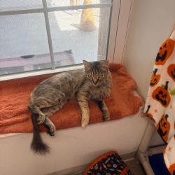 Shelter Stray Female Cat last seen , 3607 N Armenia Ave, Tampa, FL 33607, USA
