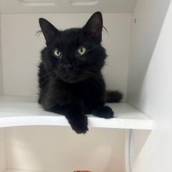 Shelter Stray Male Cat last seen , 3607 N Armenia Ave, Tampa, FL 33607, USA