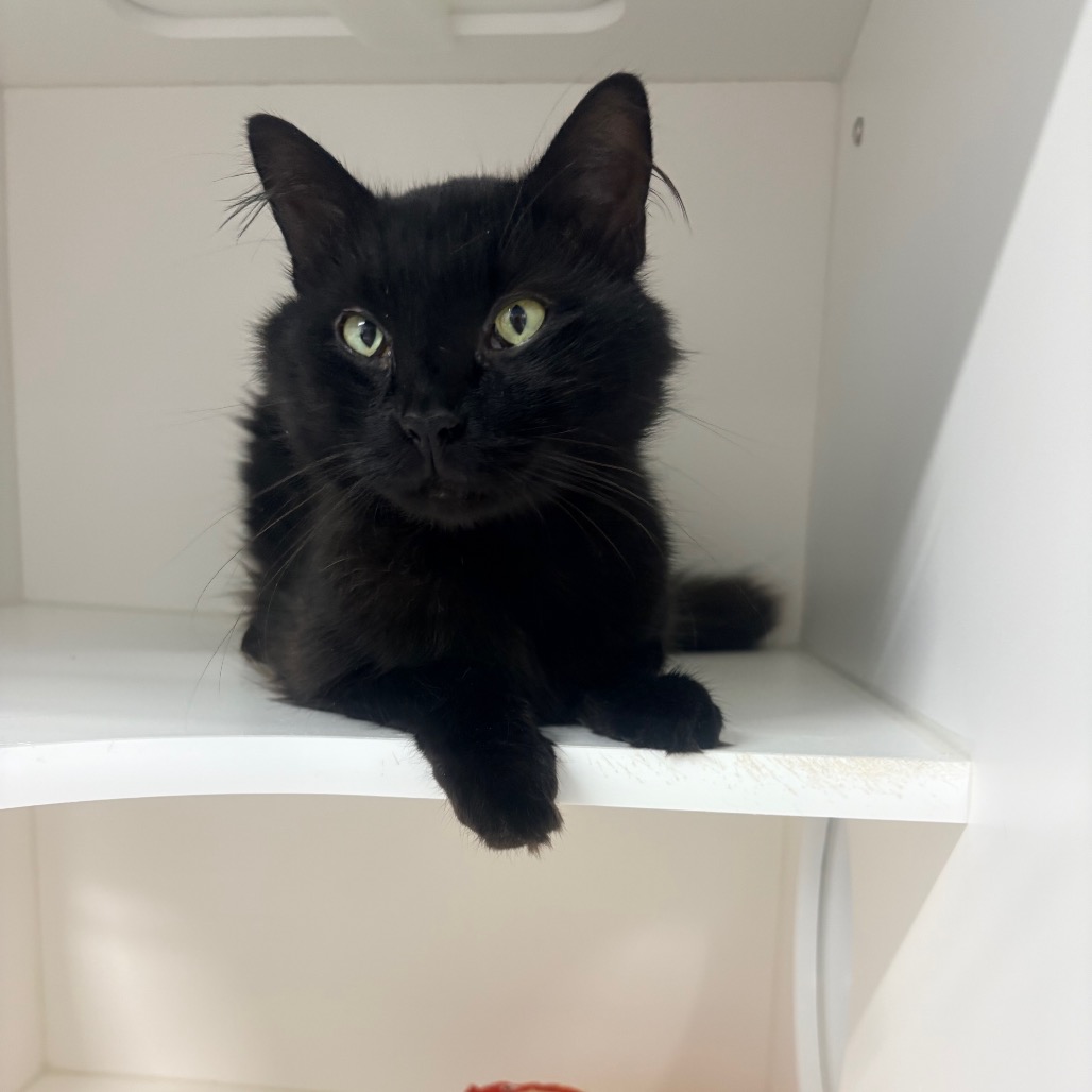 Shelter Stray Male Cat last seen , 3607 N Armenia Ave, Tampa, FL 33607, USA