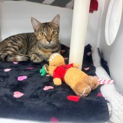 Shelter Stray Female Cat last seen , 3607 N Armenia Ave, Tampa, FL 33607, USA