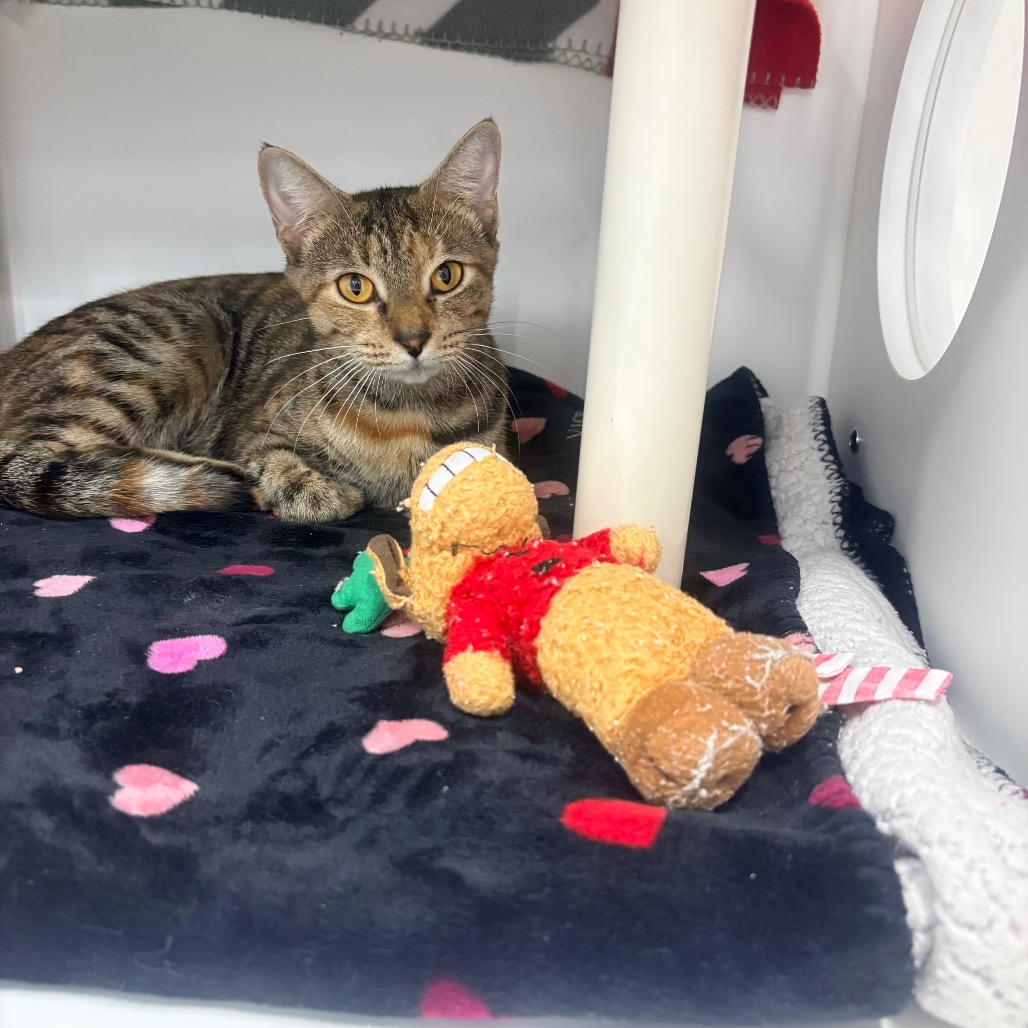 Shelter Stray Female Cat last seen , 3607 N Armenia Ave, Tampa, FL 33607, USA