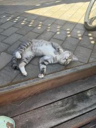 Lost Male Cat last seen Crow canyon road, San Ramon, CA 94582