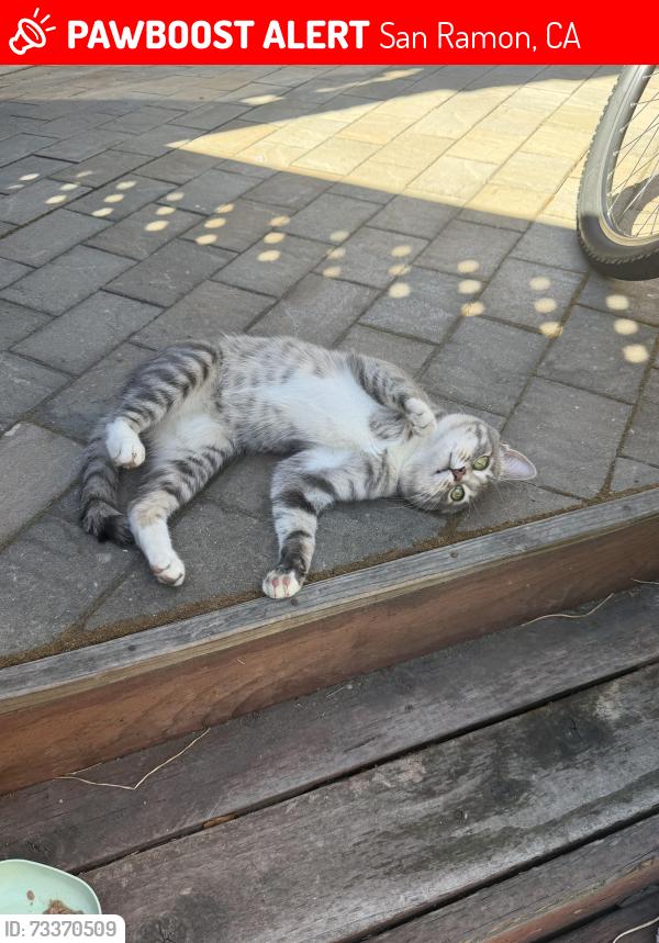Lost Male Cat last seen Crow canyon road, San Ramon, CA 94582