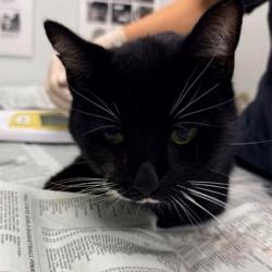 Shelter Stray Male Cat last seen , 8464 Beach Blvd, Jacksonville, FL 32216, USA