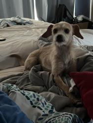 Reunited Female Dog last seen Atz and Weber, Malabar, FL 32950