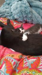 Lost Male Cat last seen Valley & Orchard, Bloomington, CA 92316