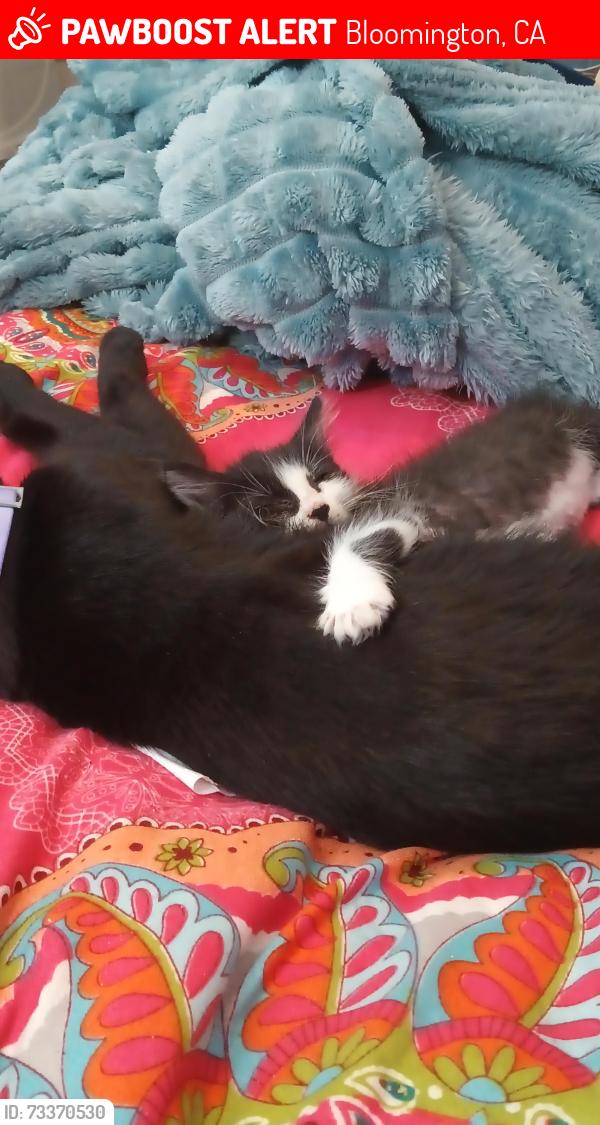 Lost Male Cat last seen Valley & Orchard, Bloomington, CA 92316