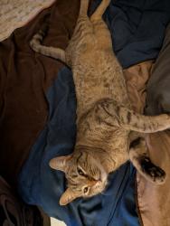 Lost Male Cat last seen Bell and Mesilla, Albuquerque, NM 87108