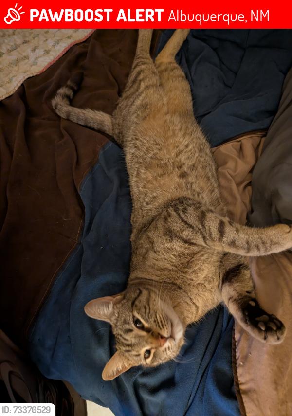 Lost Male Cat last seen Bell and Mesilla, Albuquerque, NM 87108