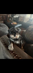 Reunited Female Dog last seen Pioneer/Redwood, Hughson, CA 95326