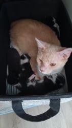 Lost Female Cat last seen Valley & Orchard, Bloomington, CA 92316