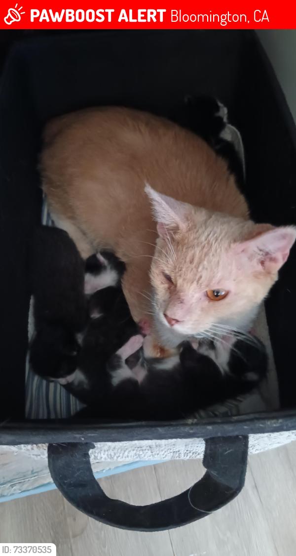 Lost Female Cat last seen Valley & Orchard, Bloomington, CA 92316
