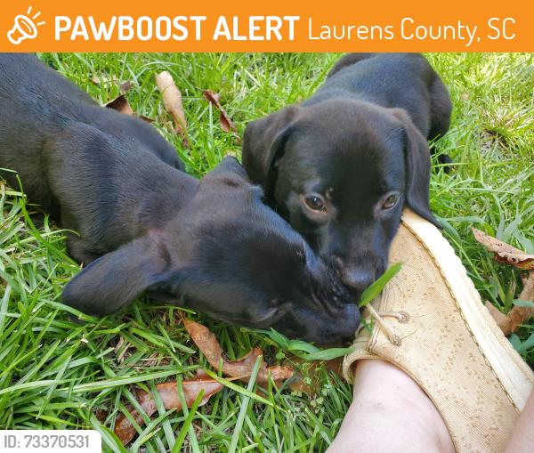 Found/Stray Unknown Dog last seen Lakefield Rd Waterloo SC 29384, Laurens County, SC 29384
