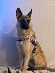 Lost Female Dog last seen San Tan Village Parkway and Ray Rd, Gilbert, AZ 85295