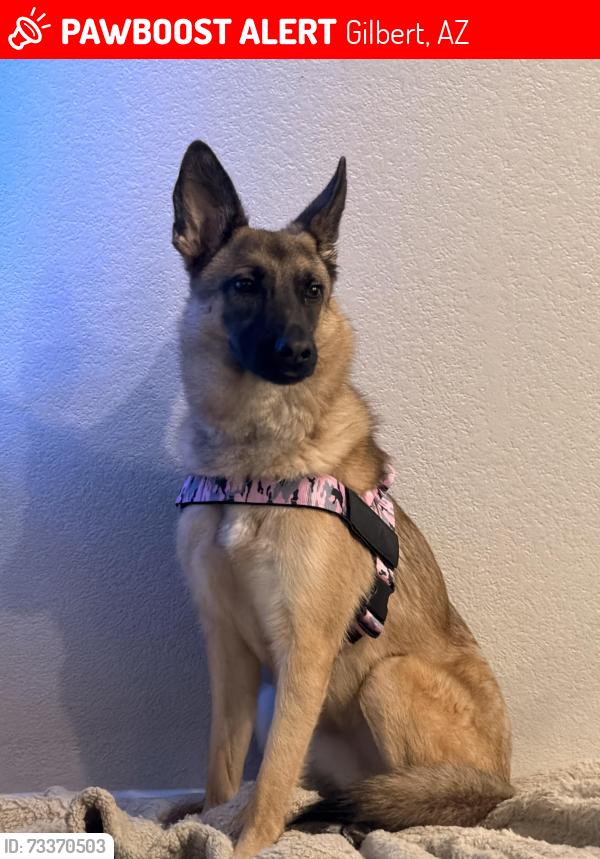 Lost Female Dog last seen San Tan Village Parkway and Ray Rd, Gilbert, AZ 85295