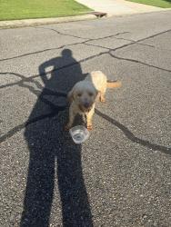 Found/Stray Female Dog last seen Manchac Place subdivision, Prairieville, LA 70769