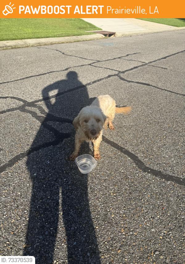Found/Stray Female Dog last seen Manchac Place subdivision, Prairieville, LA 70769