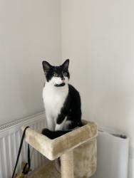 Reunited Male Cat last seen Preston Road, Kingston upon Hull, England 