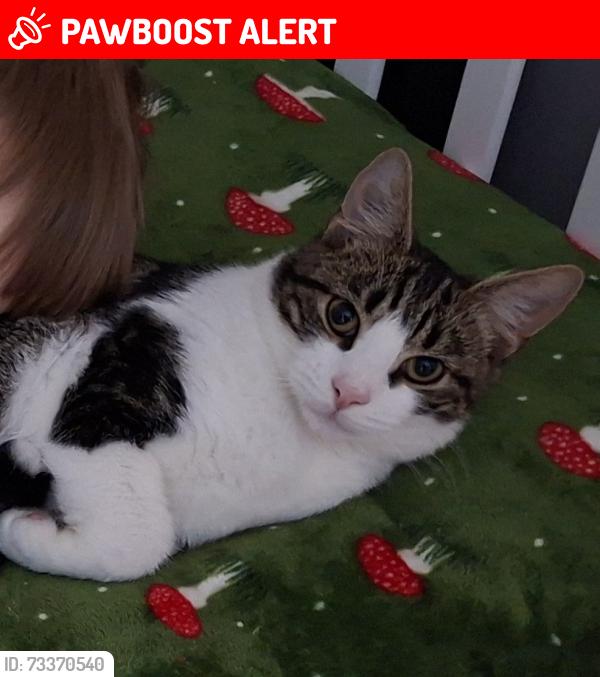 Lost Male Cat last seen Near cemetary road, Top street, Wildmill, Wales CF31 1RZ