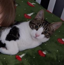 Lost Male Cat last seen Near cemetary road, Top street, Wildmill, Wales CF31 1RZ