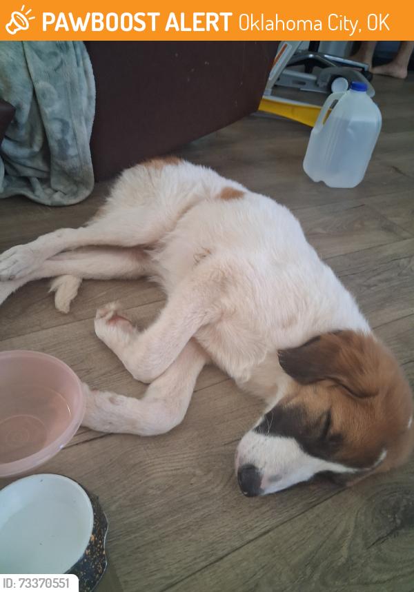 Found/Stray Male Dog last seen 10th and county line rd, Oklahoma City, OK 73127