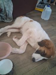 Found/Stray Male Dog last seen 10th and county line rd, Oklahoma City, OK 73127