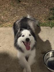 Reunited Male Dog last seen Harper Meadow lane, Missouri City, TX 77459